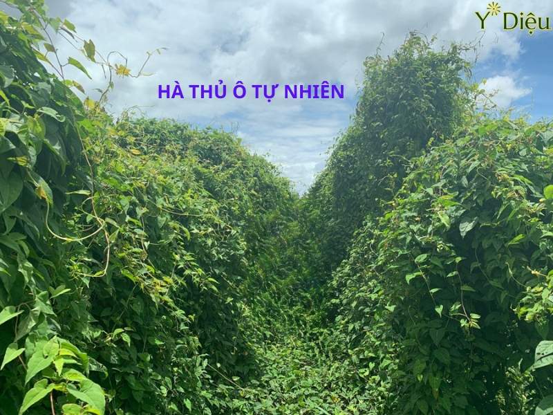 Vườn hà thủ ô nhiều năm ngoài tự nhiên