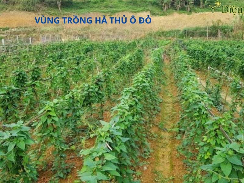 Nên làm dàn chắc chắn để cây leo và sống trong nhiều năm