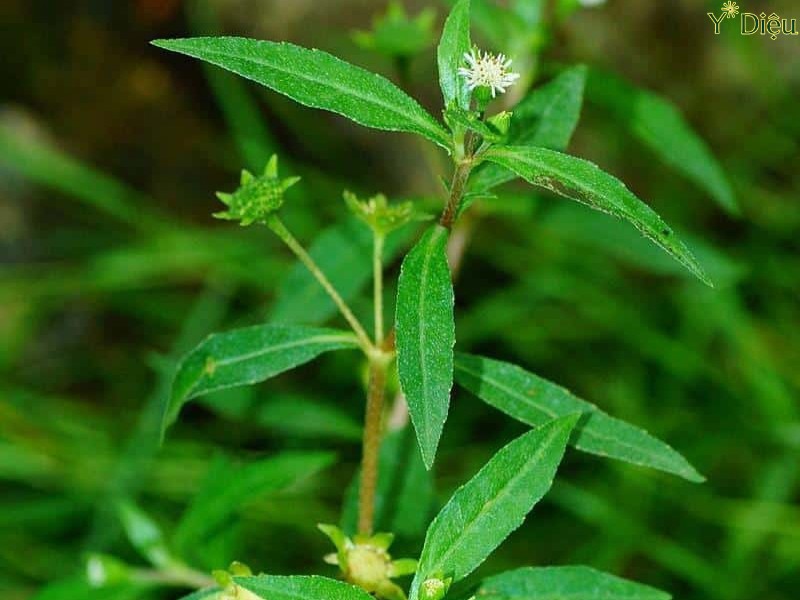 Chữa Viêm Lưỡi Bản Đồ Bằng Dân Gian