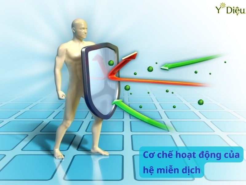 Uống nước dứa hàng ngày giúp tăng cường miễn dịch