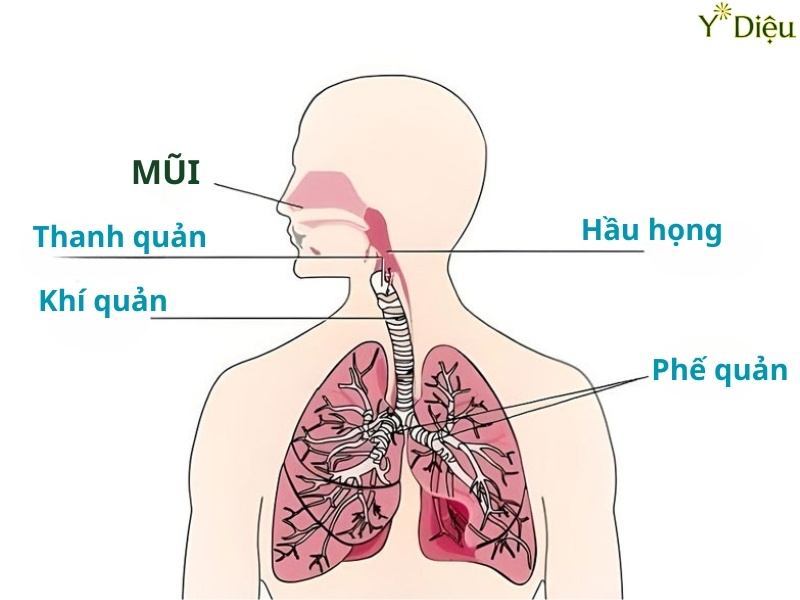 Ho kéo dài có thể gây viêm mạn tính niêm mạc đường hô hấp