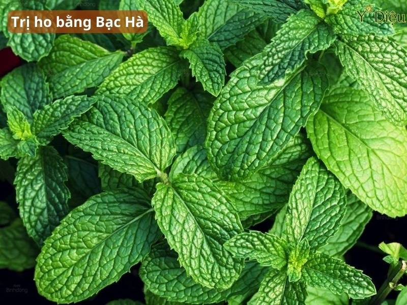 Bạc hà giúp làm mát, giảm ngứa rát cổ họng và hỗ trợ thông thoáng đường thở.