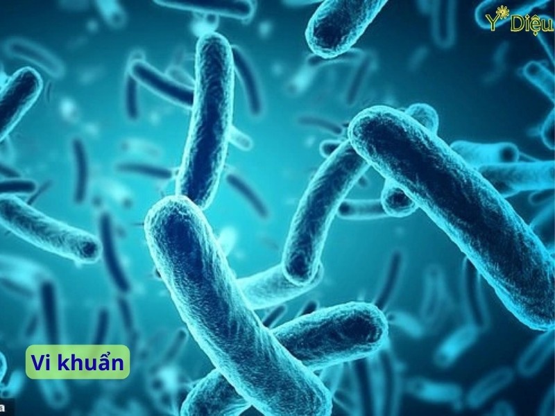Siro giảm ho cho người lớn khi bị nhiễm khuẩn.