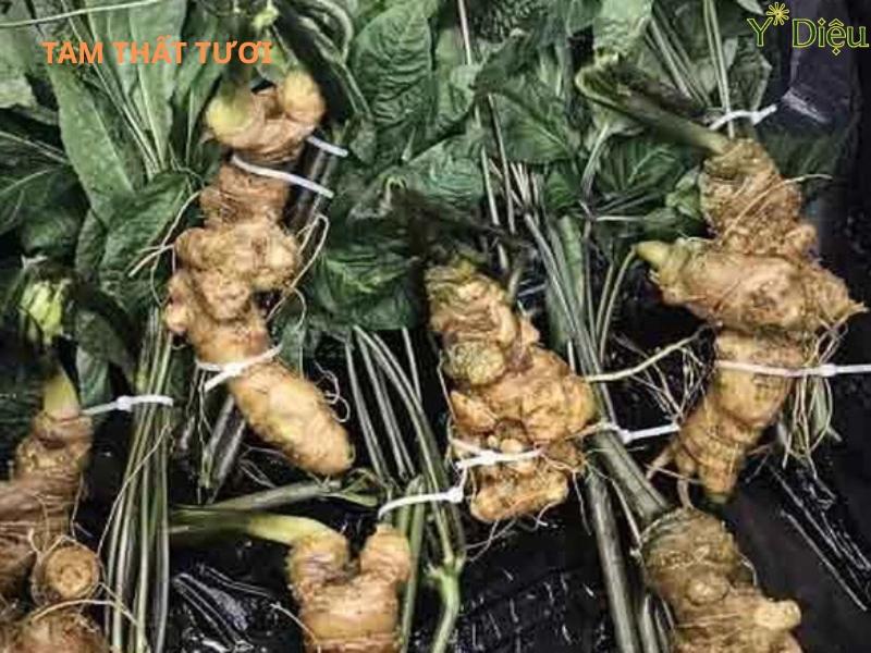 Tam thất sau khi được thu hái và làm sạch