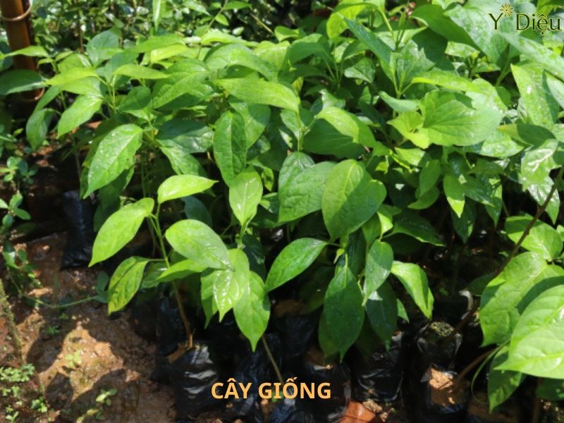 Có nhiều vùng ở Việt Nam đã nghiên cứu và trông giống cây thìa canh