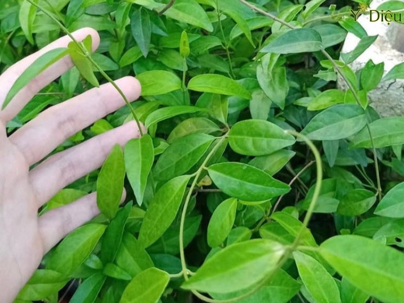Cây Thìa Canh Lá Nhỏ Hỗ Trợ Đường Huyết, Tăng Cường Sức Khỏe