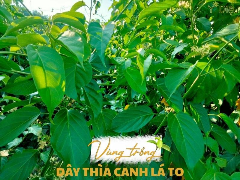 Tác Dụng Của Lá Thìa Canh Trong Y Học Cổ Truyền Và Hiện Đại
