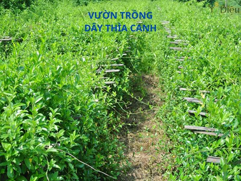 Cách Sử Dụng Dây Thìa Canh Tươi, Liều Lượng Và Những Lưu Ý